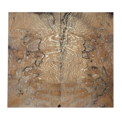 Drewno stabilizowane Platan czeczot zagrzybiony okładki 8x68x130mm SLPBS2